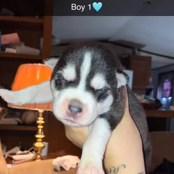 Siberian husky puppies