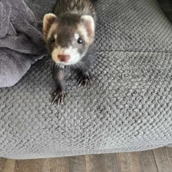 Ferrets