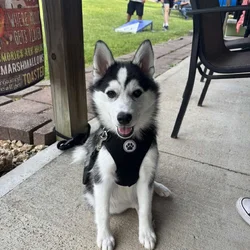 Husky puppy