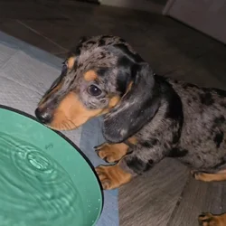 Mini dachshund for sale