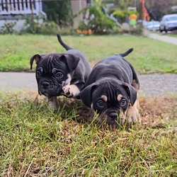 Bully puppies