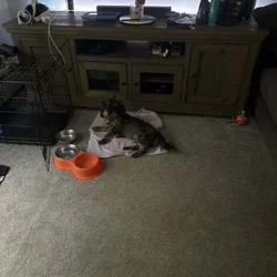Looking to re home this little guy