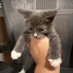 Domestic short hair
