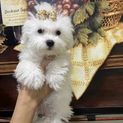 Maltipoo babies . Non shed