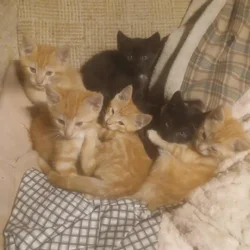 kittens for free
