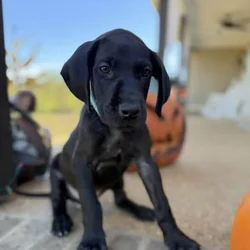 Great Dane solid black male European
