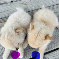 Pomeranian female