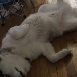 5yo neutered husky