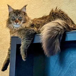 Main Coon Kittens!