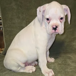 AKC Champion Bloodline Solid White Male