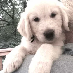2 AKC English Golden Retriever puppies, 3 mo.
