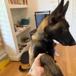 Belgian Malinois – Professionally Trained 5-Month