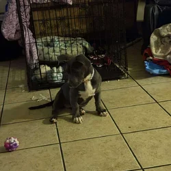 Puppy Pocket/Micro Pitbull