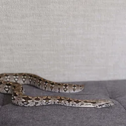 Dumerils Boa