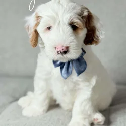Mini Australian Labradoodles