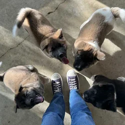 American Akita Puppies Available Champion Lineage