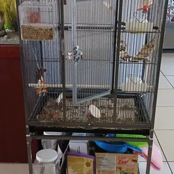 Bird cage and cockatiel