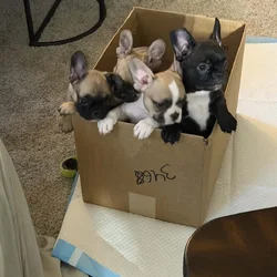 French bulldog puppies akc