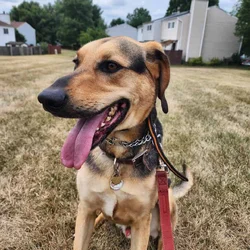 Hello! Kermit the dog here.