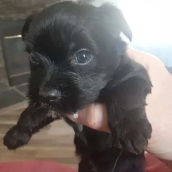 Yorkie puppies
