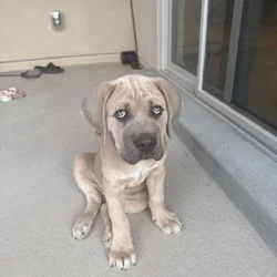 Cane Corso Puppy
