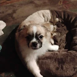 Tea cup Long haired chihuahua