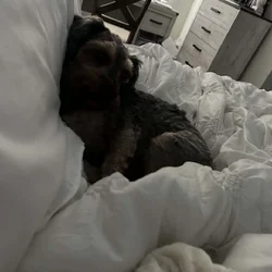 Dog for sale