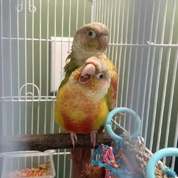 Bonded Pineapple Conure’s