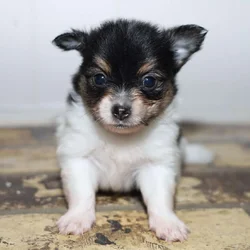 Pomchi/Pomeranian Puppies – Shots & Deworming Incl