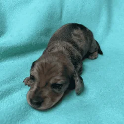 Dachshund Puppies