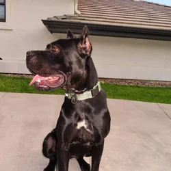 Cane Corso