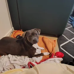 Selling my sweet dog