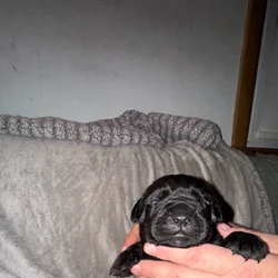 Registered cane Corso puppies