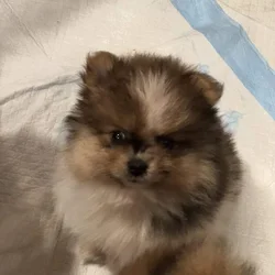 🐾 AKC Teacup Pomeranian Puppies for sale