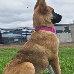 Belgiun Malinois mix