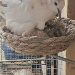 Doves
