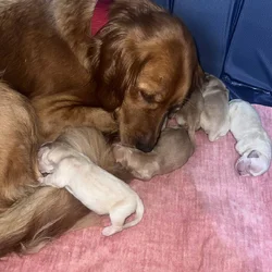 Golden retriever puppies
