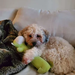 Looking for forever home
