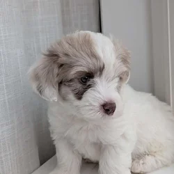 Miniature Aussiedoodles