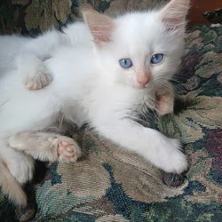Siamese kittens