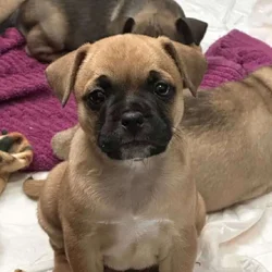 French Bulldog and Chihuahua