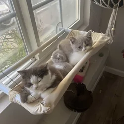 3 British shorthair kittens (2m, 1f)