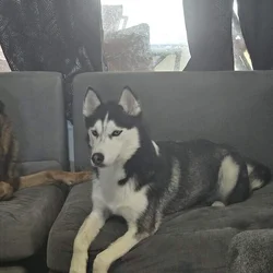 husky needing a loving home