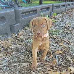 Puppy free