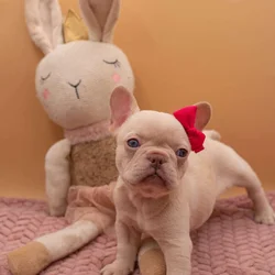 French Bulldog puppies