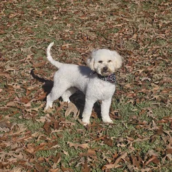 Bichon Frisé for adoption