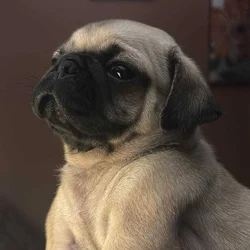 PUG PUPPIES