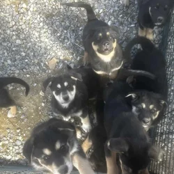 8 puppiess for free