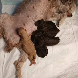 My Southern Poodles (Toys)