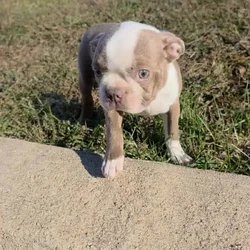 Prat the Boston puppy